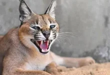 صورة تعبيرية ارشيفية