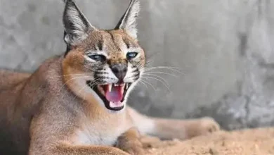 صورة تعبيرية ارشيفية